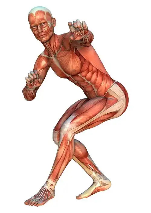 A photo of Master Chen in a deep Horse Stance. Overlaid lines show perfect vertical alignment from ear through shoulder, hip, to ankle. Key muscles (quads, glutes) are highlighted in a warm color scale, showing maximal activation.