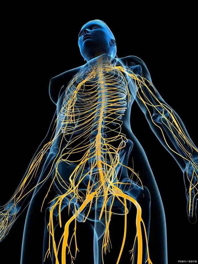 Tai Chi and the Anxious Mind: How an Ancient Practice Calms Your Modern Nervous System – Insights from a Master and a Scientist